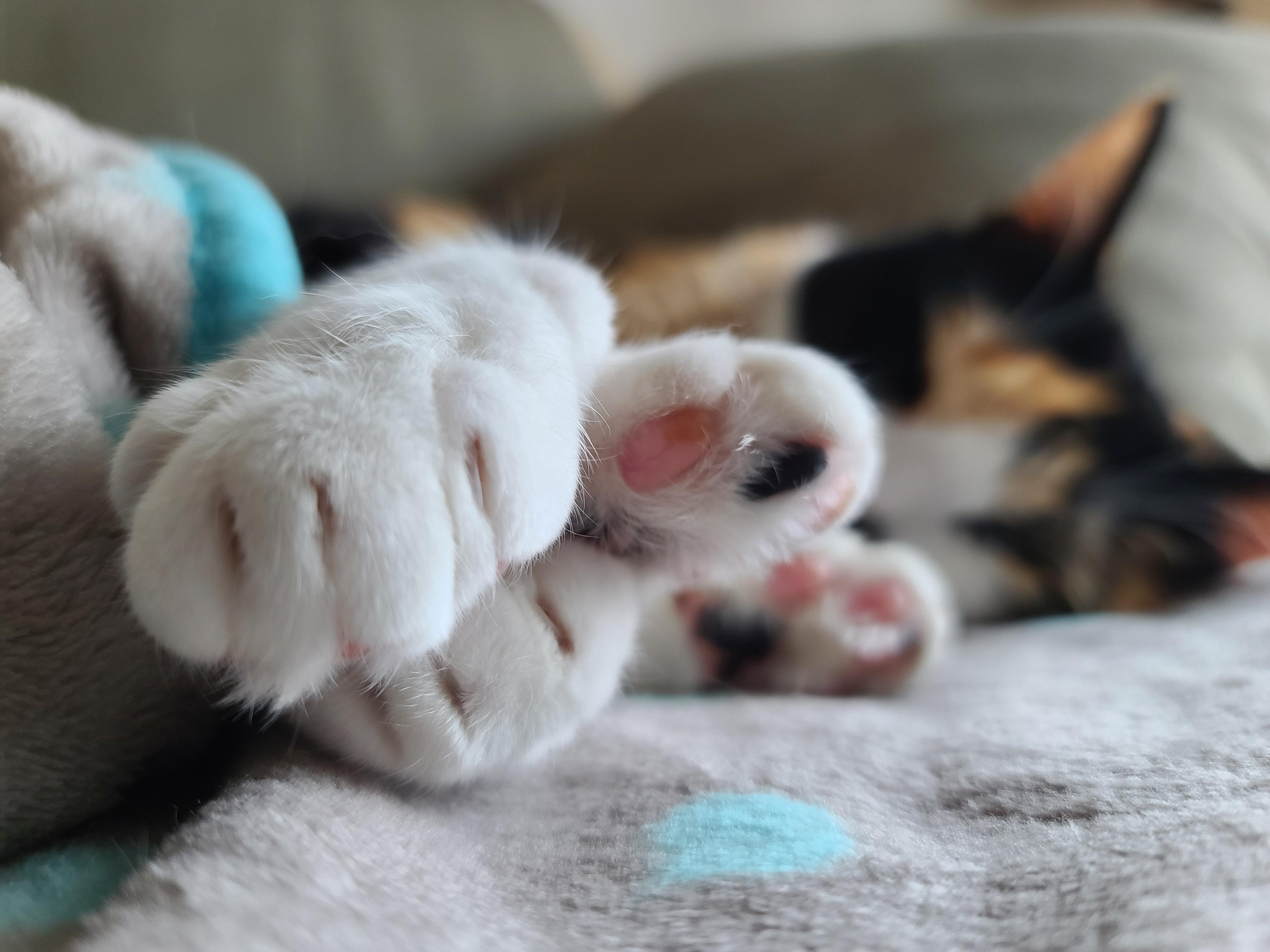 여전히 전기장판을 사랑하는 고양이들. 삼색이들은 전기장판 위에서 녹는중..