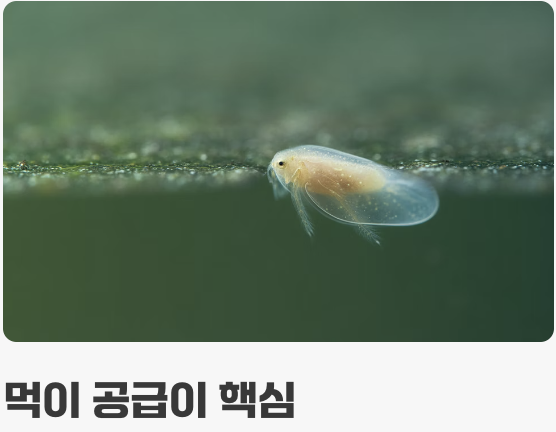 마법의 밥, '녹조(클로렐라)' 먹이기