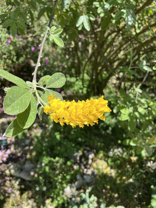 파리 식물원 : Jardin des Plantes