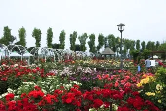 오늘이 아니라면 최적의 개화 시기는 언제인지 곡성세계장미축제에서 확인하세요_18