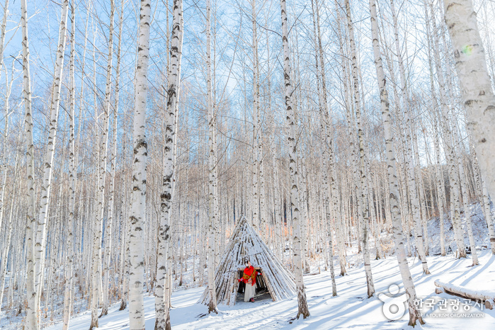 인제 자작나무숲1