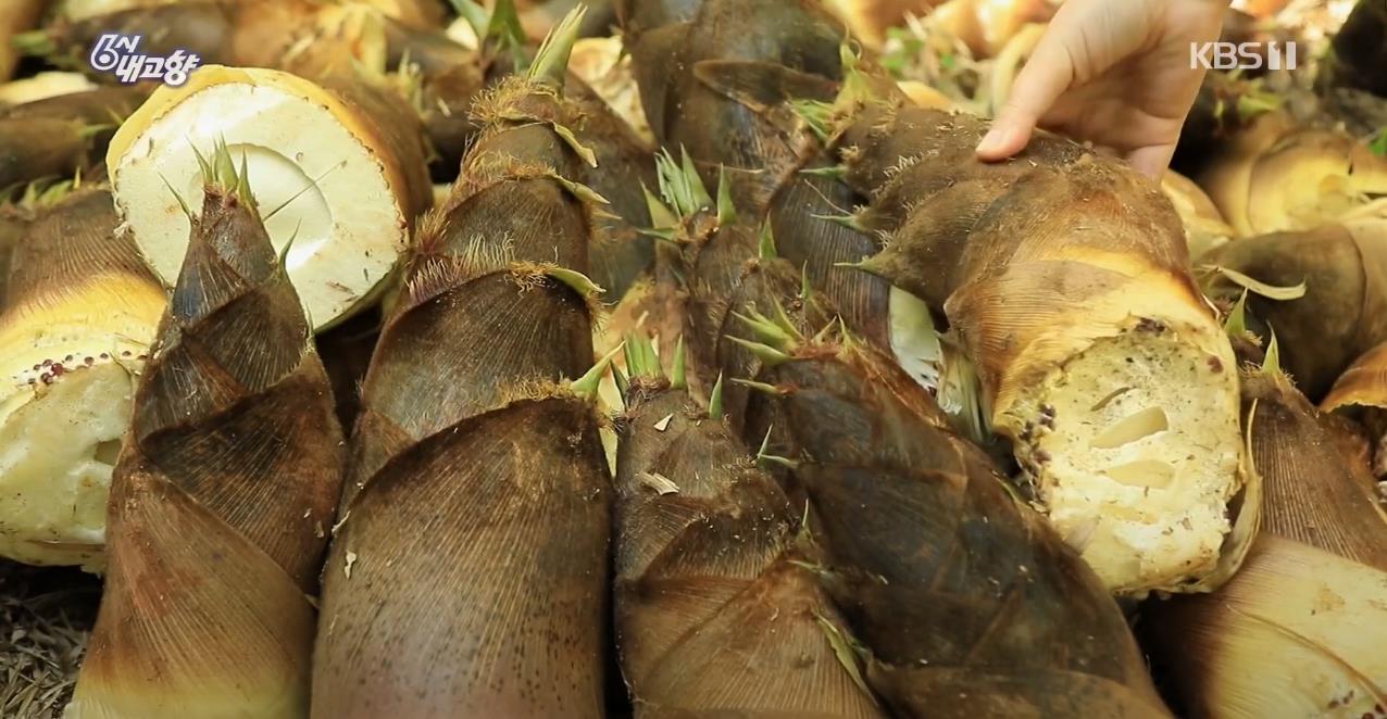 방금 수확한 6시내고향 거제 맹종죽순