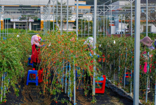 6시내고향 청양 구기자 판매처 및 주문