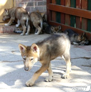 대전 오월드 늑대 늑구 탈출 원인 암컷 드론 생포
