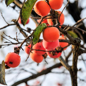 2024 추석 인사말27