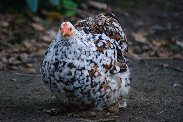 암탉도 울 수 있을까?