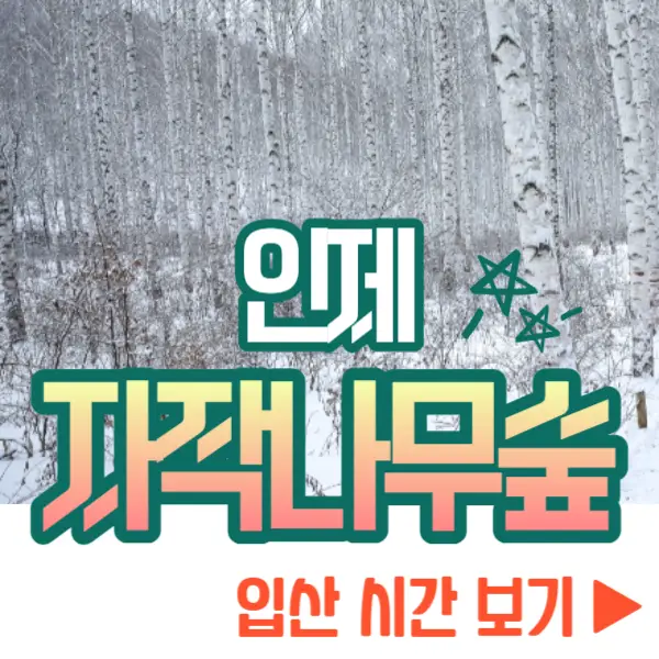 인제 자작나무 숲 입산 시간