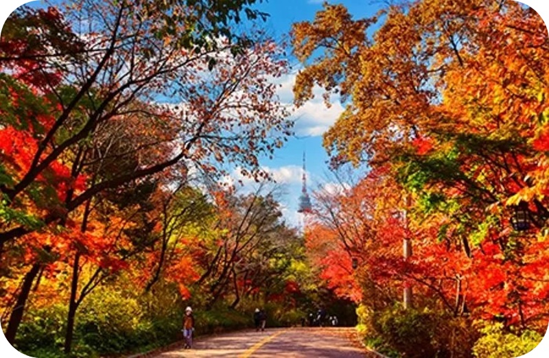 남산-가을-단풍길-남측-순환로-남산타워-배경