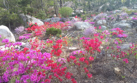 해남 포레스트수목원(4rest)&amp;#44; 국내 최대 수국정원 완전 정복!