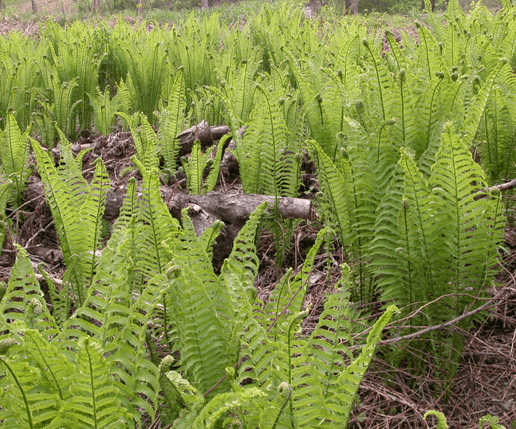 고사리-식물-사진