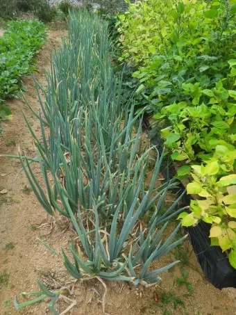 텃밭 대파 키우는 방법 파종 시기_27