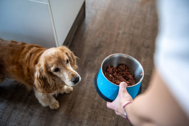 연령별 추천 사료 (퍼피, 어덜트, 시니어)