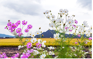 찐분홍, 하얀색의 코스모스가 피어있는 사진