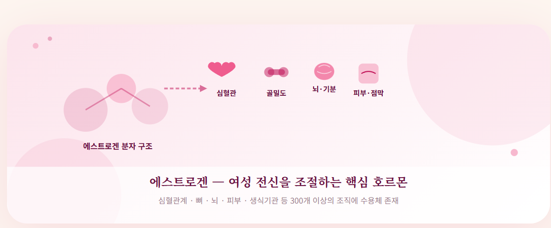 에스트로겐과 -갱년기- 증상- 완화 -여성호르몬의- 모든 것-1
