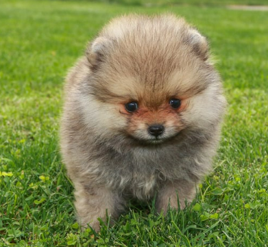 귀여운 견종 추천과 강아지 인기 순위