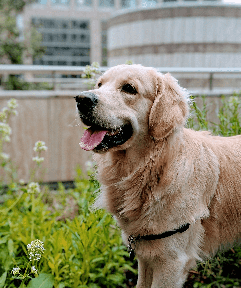 골든리트리버 사진
