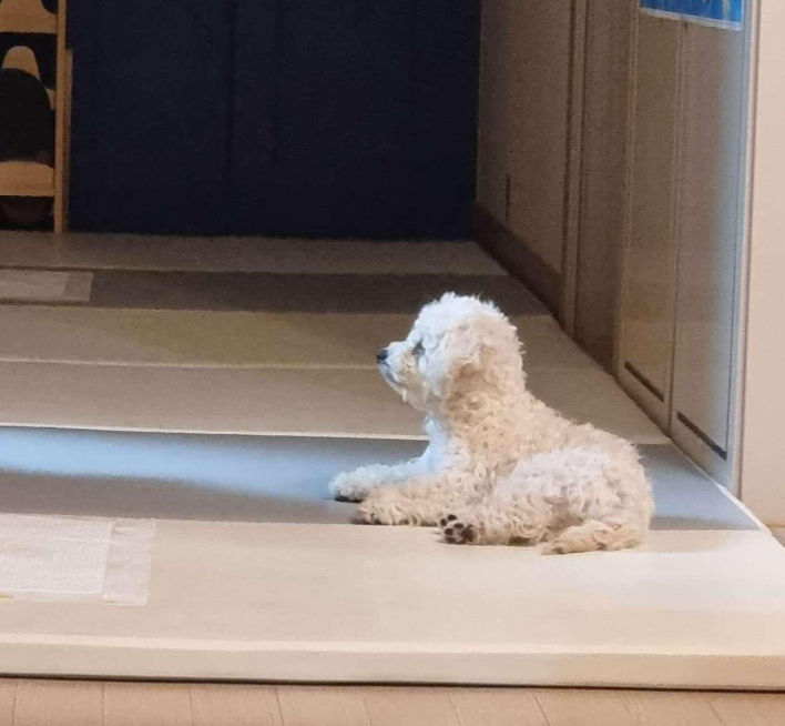 앉아서 기다리는 강아지