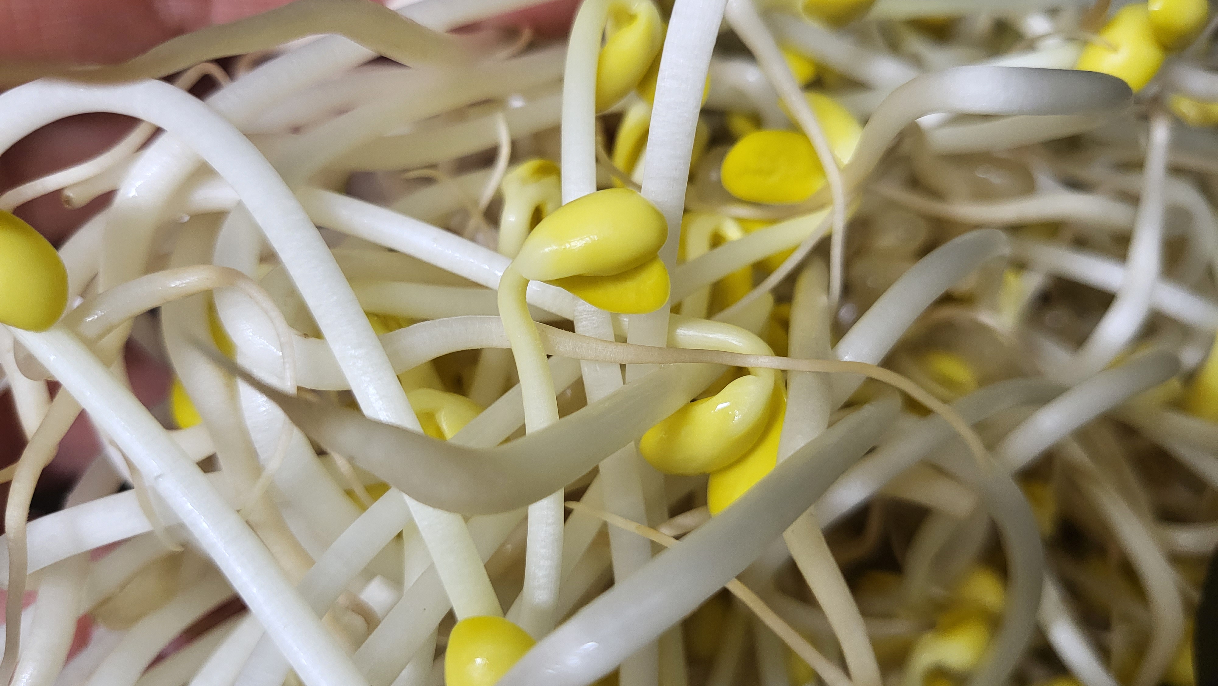 콩나물