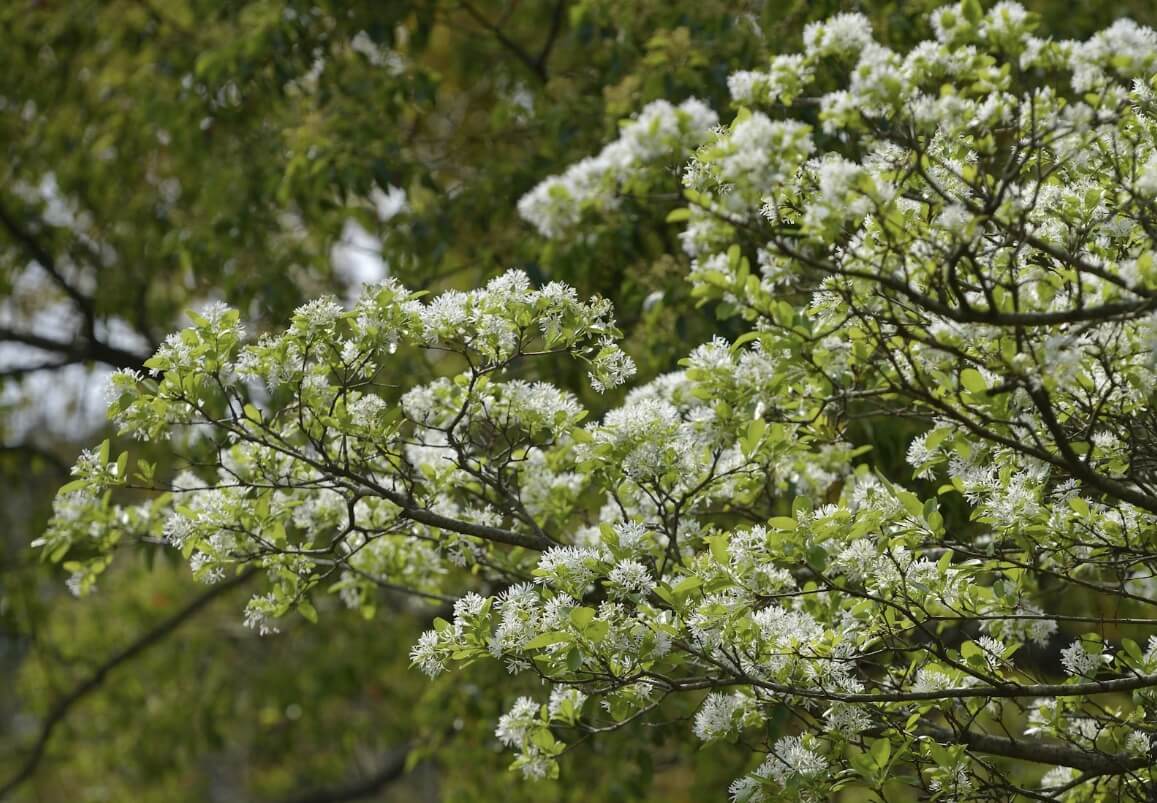 이팝나무와 조팝나무 차이