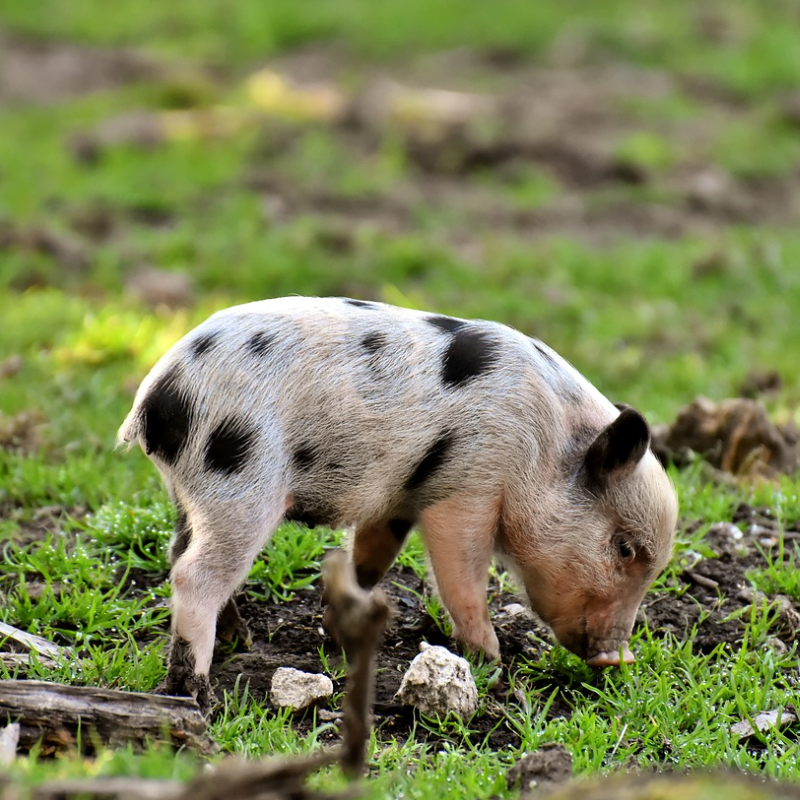 해외에서 인기있는 특이한 반려동물