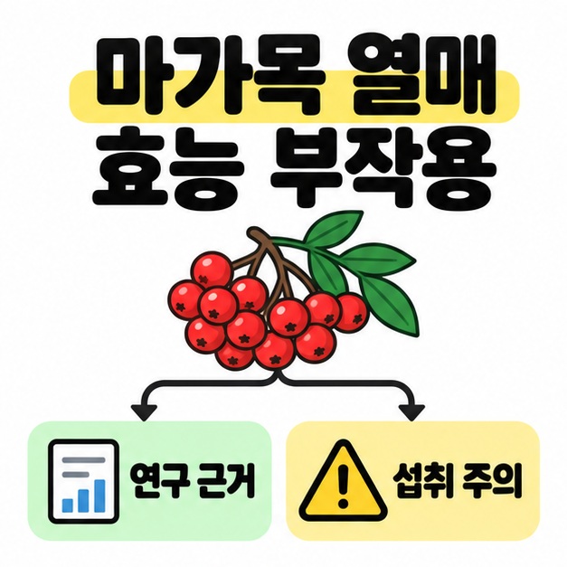 마가목 열매 효능 부작용 제목 아래 열매에서 연구 근거와 섭취 주의로 갈라지는 도식