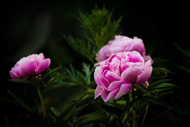 한국 전통 주거 양식, 문양