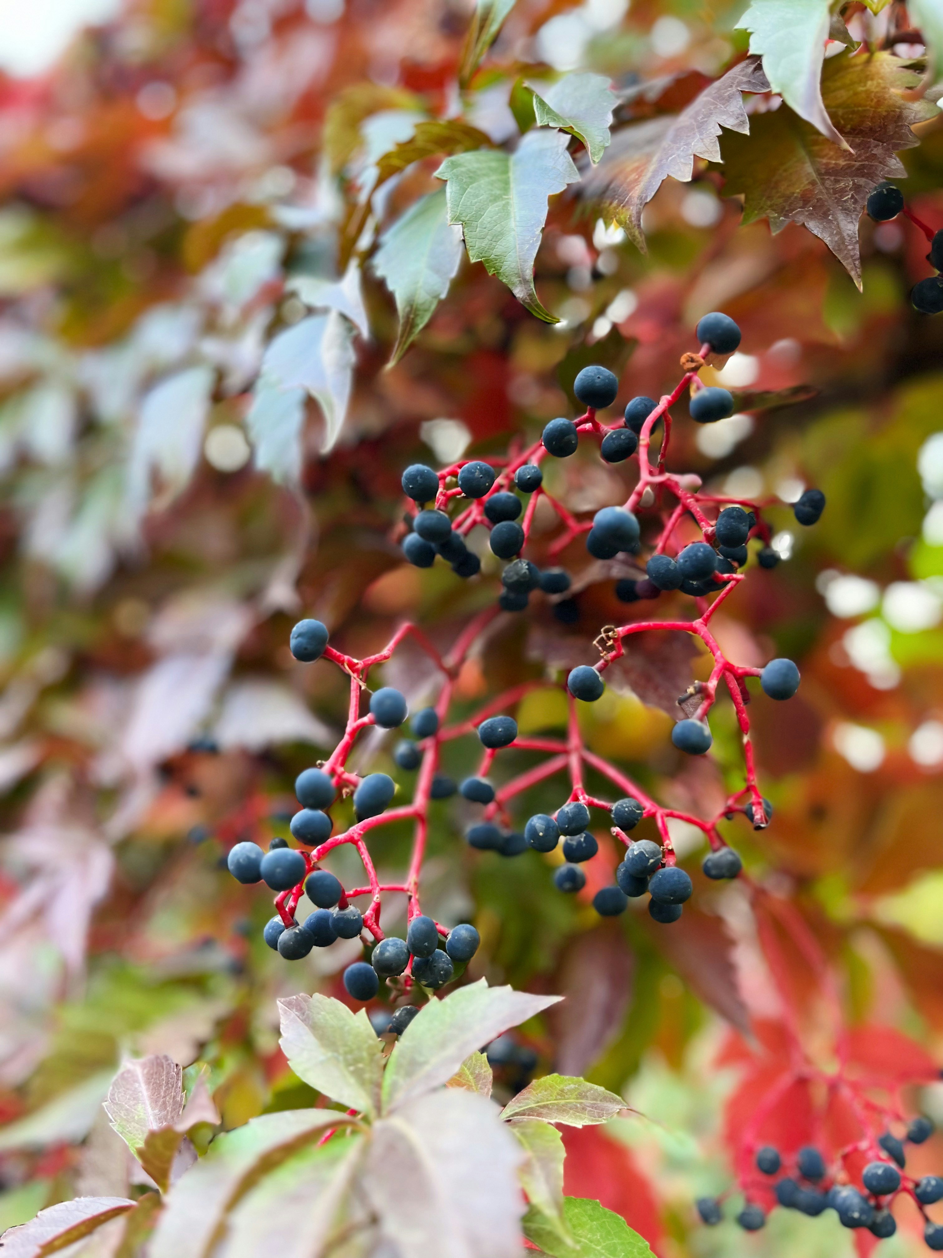아사이베리 7가지 효능 및 먹는 법 (+ 캡슐 추천 맛 수확시기)