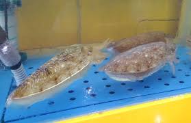 제 14회 장항항 수산물 꼴갑축제 기본정보와 프로그램 소개 심형래 풍금 등 출연