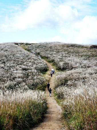 황매산 억새축제