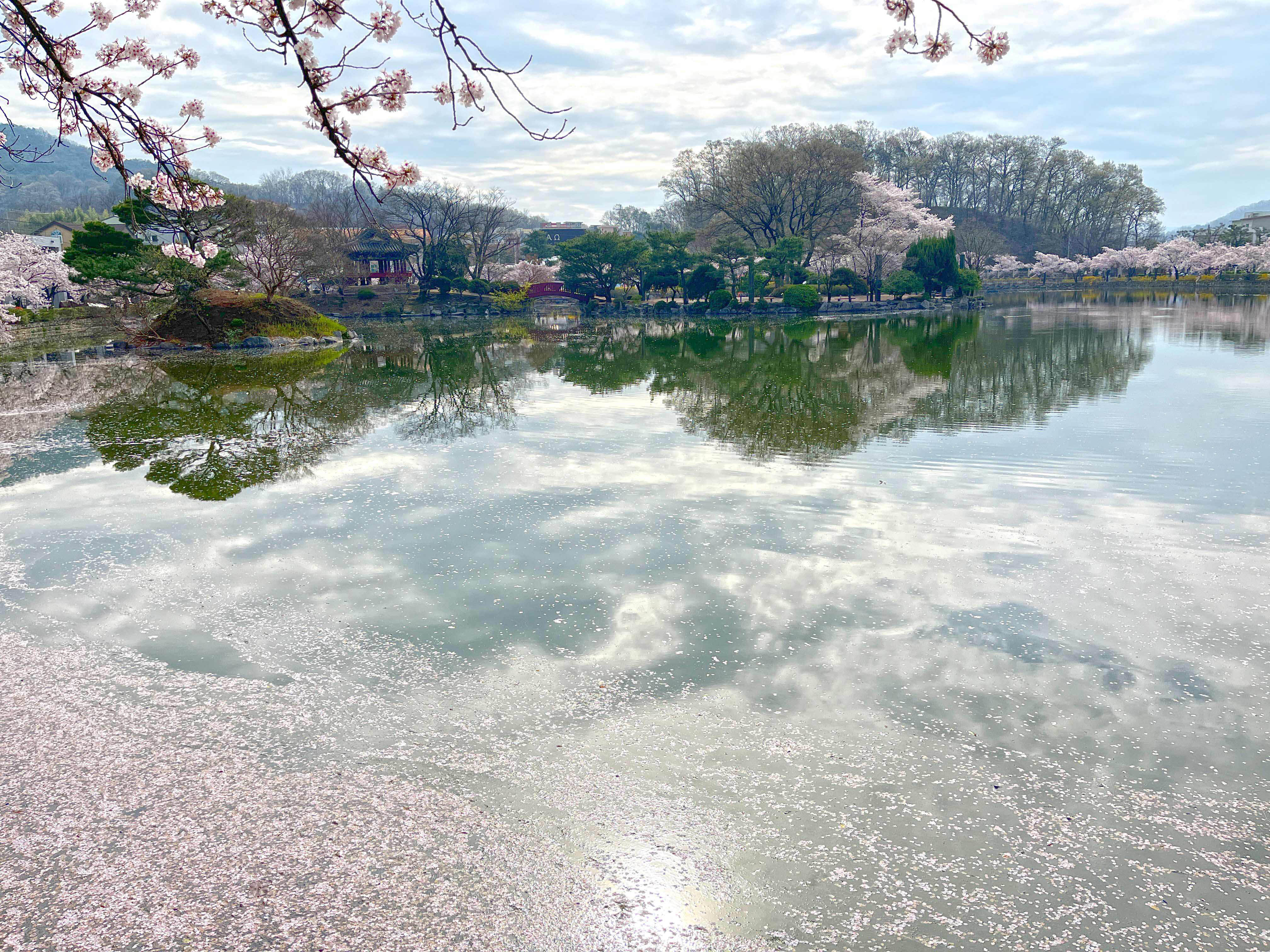 김천 연화지 벚꽃