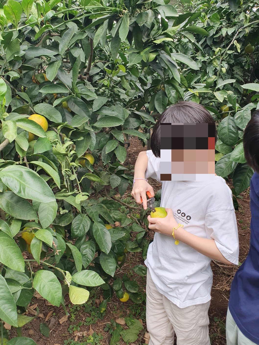 최남단 체험 감귤농장