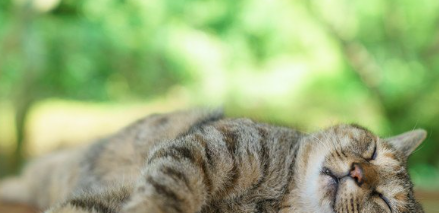 입 주위가 검은 고양이.