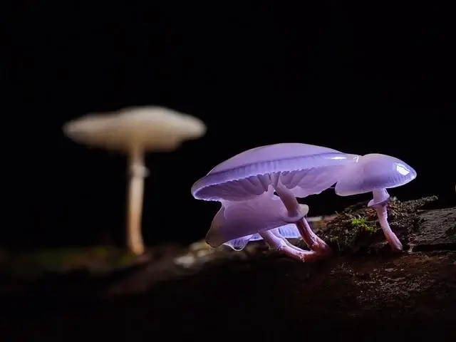 표고버섯 재배방법