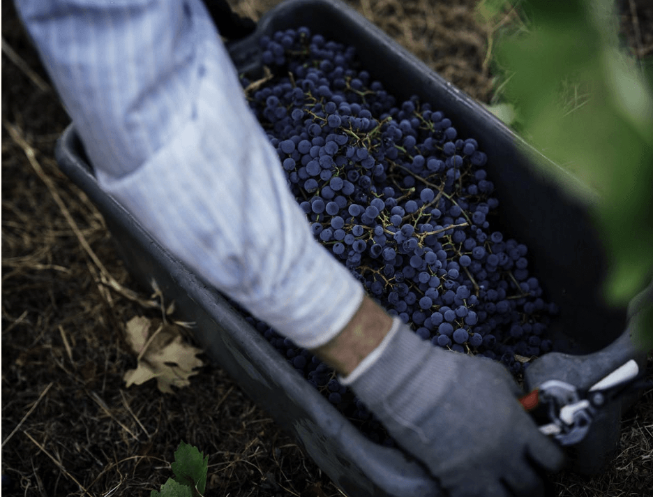 조셉 펠프스 빈야드