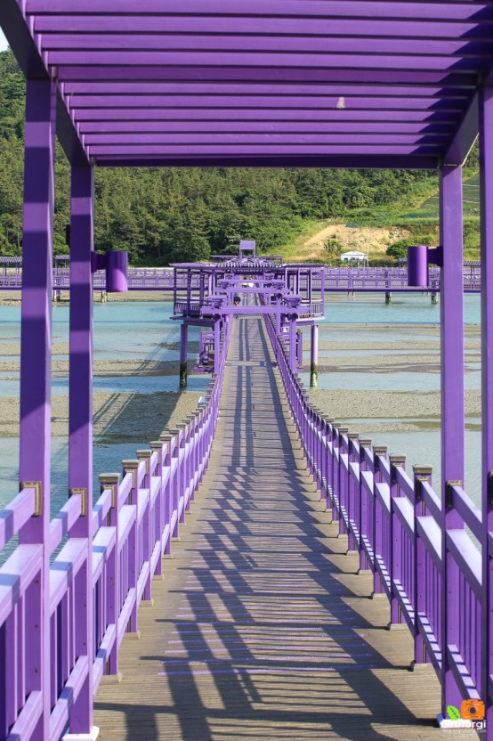 신안퍼플섬사진