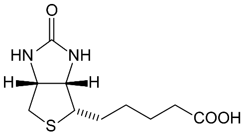 비오틴 분자구조2