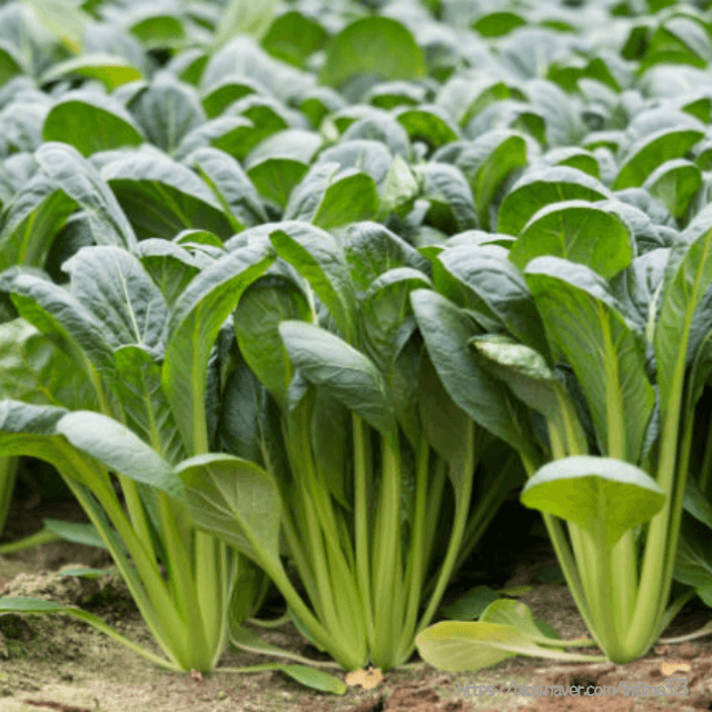 비타민 채소 소송채 효능