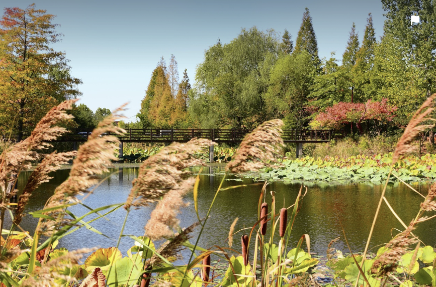 가을 축제 대체 사진