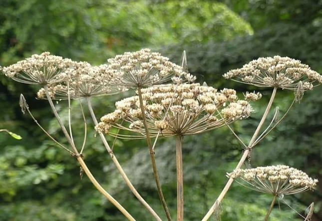 영국에서 가장 위험한 식물 '자이언트 호그위드' VIDEO:Giant HogweedDo Not Touch This Plant!