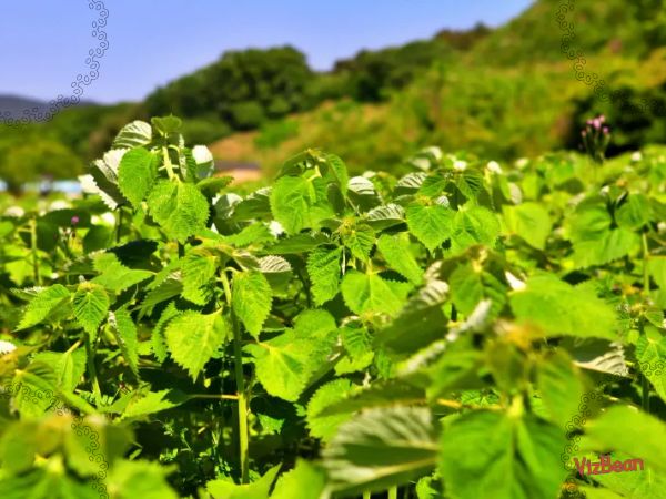 모시송편이 특별한 이유 모싯잎송편이 만들어내는 향과 식감