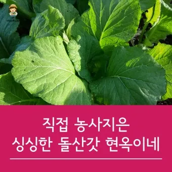 갓 재배 직파 재배 빠른 수확 잎 따기_13