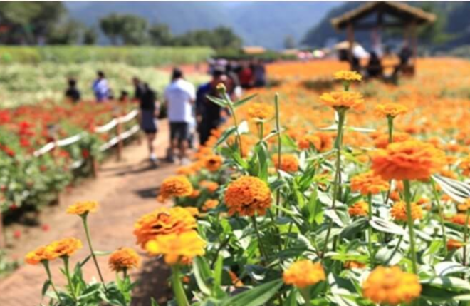 2024 평창 백일홍 축제 기간 입장료 기본정보