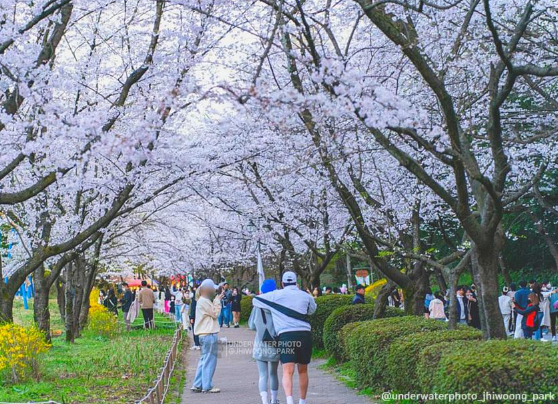 중외공원 벚꽃