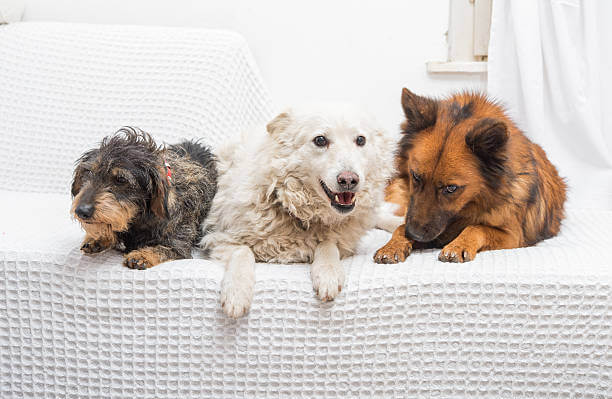 노령견 필수 건강검진 체크리스트, 꼭 챙겨야 할 항목