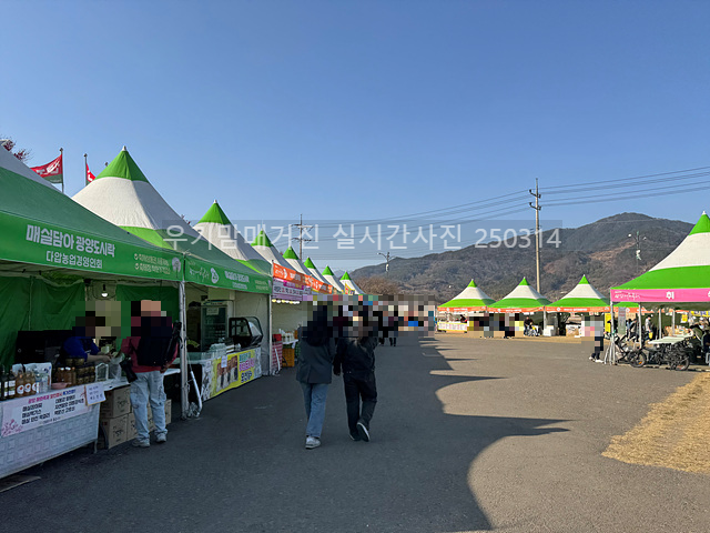 2025 광양매화축제 일정 실시간 개화 주차장