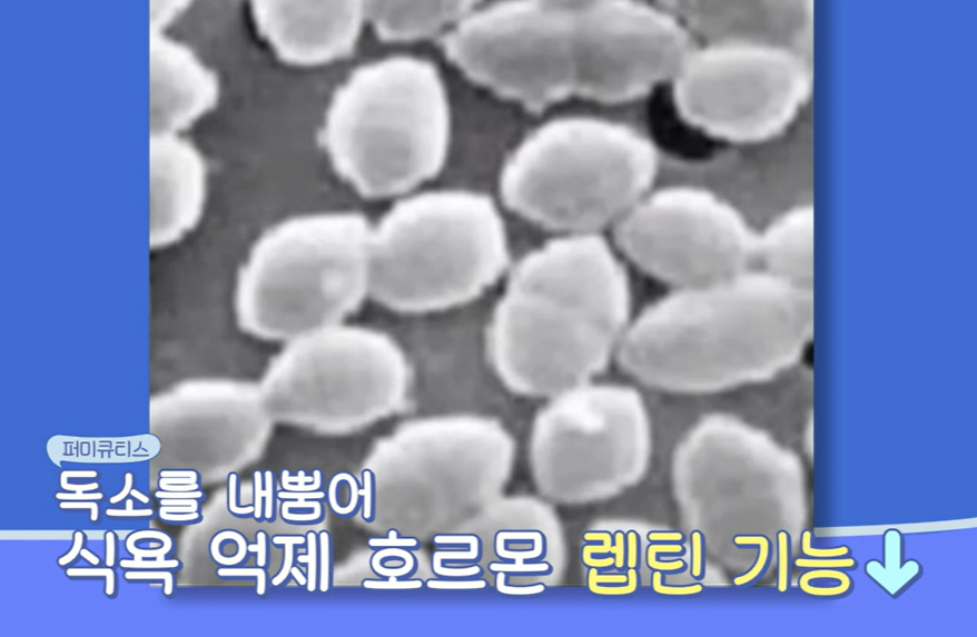 bnr17유산균 효능
