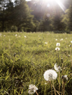 건강한 장을 위한 자연 발효 음식과 그 효능
