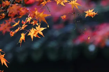 김장 김치 양념 만들기