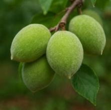 개복숭아효소 효능