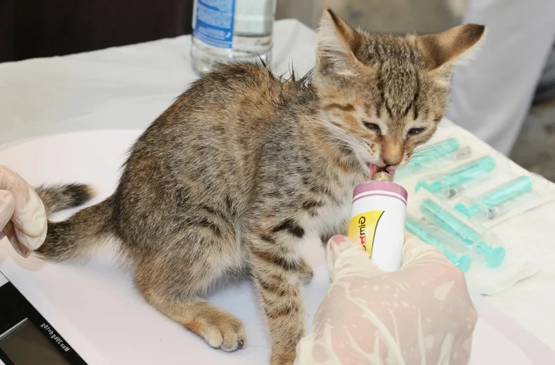 길고양이 동물병원